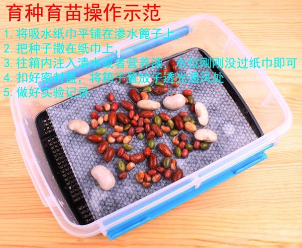 透明育苗箱 讓生命在課堂中悄然綻放